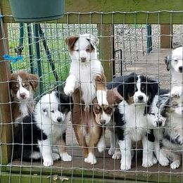 Miniature Australian Shepherds and Toy Australian Shepherds from Triple Ten Aussies