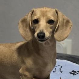 Cece - Dachshund