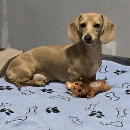 Cece - Dachshund