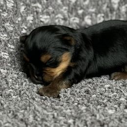 Yorkshire Terriers from Kei’s Precious Pups