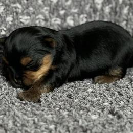Yorkshire Terriers from Kei’s Precious Pups
