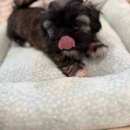 Rocket - Brown and white male Shichon puppy in Newington, Connecticut from Burton Creek Puppies
