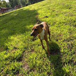 Shawnee - Italian Greyhound