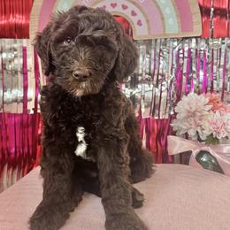 Toblerone - Chocolate male Goldendoodle puppy in Tybee Island, Georgia from Castaway Doodles