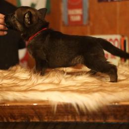 Volt - Sable male German Shepherd puppy in Philippi, West Virginia from Vom Haus Highlands