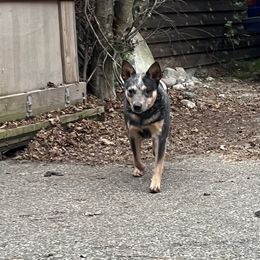 Tink - Australian Cattle Dog