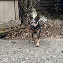 Tink - Australian Cattle Dog