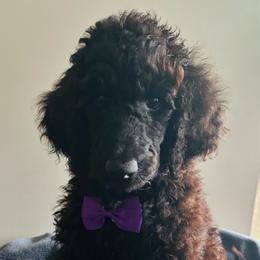 Purple - Black male Poodle puppy in Danville, Indiana from Traci's Poodles