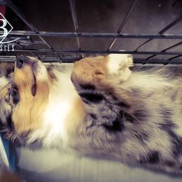 Australian Shepherd Puppies from Rocking Diamond B Aussies
