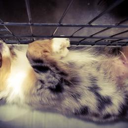 Australian Shepherd Puppies from Rocking Diamond B Aussies