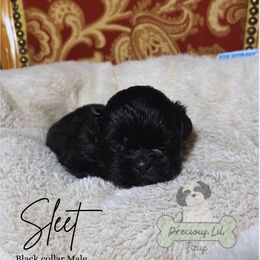 Sleet - Black and white male Shih Tzu puppy in Lake City, South Carolina from Precious Lil Tzus