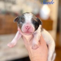 Suede - Merle male Cavapoo puppy in Midland, Michigan from Northern Charm Farm