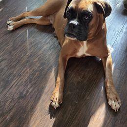 Daisy - Boxer