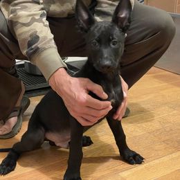 Boy 1 - Belgian Malinois puppy in White Post, Virginia from Mountainside Working Dogs