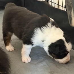 Blue collar - Black tri female Miniature American Shepherd puppy in Pueblo West, Colorado from Bear River Ranch LLC