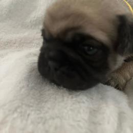 Melvin - Fawn male Pug puppy in South Carolina from Best Carolina Pugs