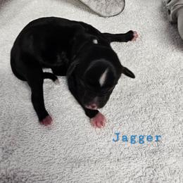 Jagger - Black and white male Tibetan Terrier puppy in Dorena, Oregon from Angel Tibetans Of Oregon