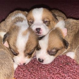Pembroke Welsh Corgi Puppies from Southern Raised Corgis