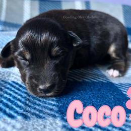 Coco - Black tri female Miniature American Shepherd puppy in Millington, Tennessee from Goading Glee Glade