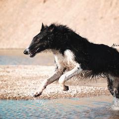 Borzoi All Grown Up from Northern Tier Hounds