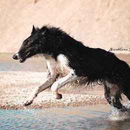 Borzoi All Grown Up from Northern Tier Hounds