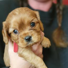 Romeo-Red - Ruby male Cavalier King Charles Spaniel puppy in London, Arkansas from Frosty’s Cavaliers