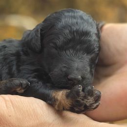 Cheep Cheep - Yellow Collar - Phantom female Poodle puppy in Springfield, Oregon from Valaurah Farms