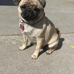Pugs from Hammack's Pugs