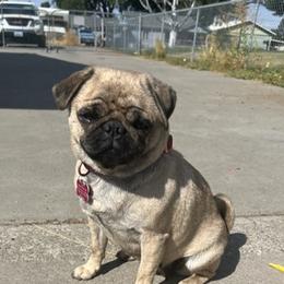Pugs from Hammack's Pugs