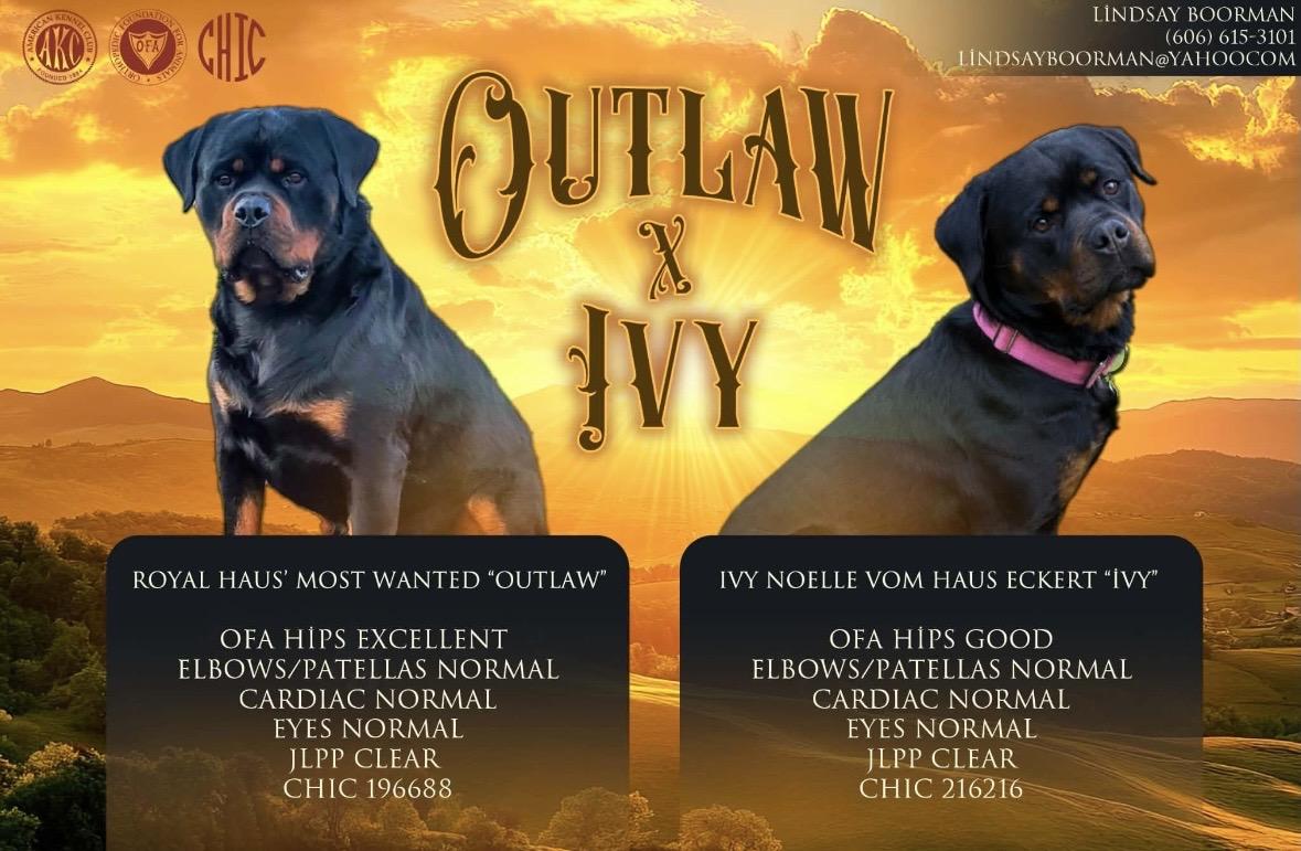 Lindsay's Rottweilers in Kentucky | Rottweiler puppies | Good Dog