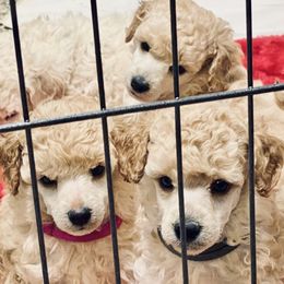 Poodle Puppies from Zoelle Poodles