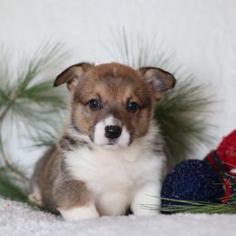Roger - Sable male Pembroke Welsh Corgi puppy in Morgantown, Pennsylvania from Goldstar Puppies (License Number 18519)