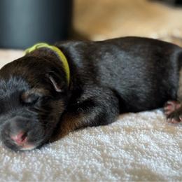 Green - Black and red male German Shepherd puppy in Pace, Florida from Von Scheihing German Shepherds