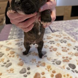 Boy 2 - Brindle male Boxer puppy in Fall River, Massachusetts from DaCosta’s Boxers