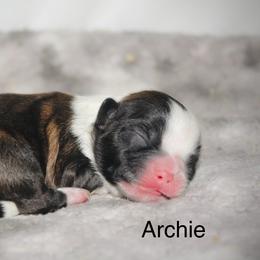 Archie - Brindle and white male Shih Tzu puppy in Pennsylvania from Manor Hills Shih Tzus