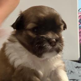 Orchid Shiranian - Fawn female Companion Cross puppy in Avoca, Michigan from Repurposed Paradise Farm