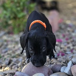 ⭐️🇺🇲🇩🇪-AKC-Turbo Black GSP-Ready 📽 - Black German Shorthaired Pointer puppy in Banning, California from ⭐🦆 So Cal on Point GSP'S🇺🇲🇩🇪 lg