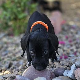 ⭐️🇺🇲🇩🇪-AKC-Turbo Black GSP-Ready 📽 - Black German Shorthaired Pointer puppy in Banning, California from ⭐🦆 So Cal on Point GSP'S🇺🇲🇩🇪 lg