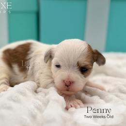 Penny - Liver and white female Shorkie puppy in Scottsdale, Arizona from Lil Luxe Pups