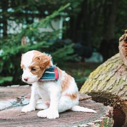 Bud - Blenheim male Cavapoo puppy in Spencerville, Indiana from Cavapoo Corner