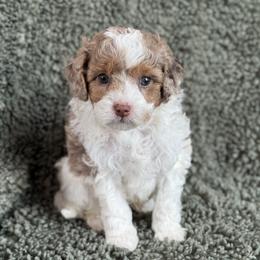 Kimo - Brown male Cavapoo puppy in Floyd, Virginia from Hearts and Paws Poodles and Doodles