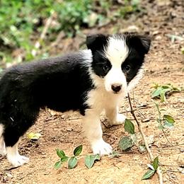 Duke - Black and white male Border Collie puppy in Watkinsville, Georgia from Solaras Border Collies