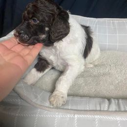 Girl 1 - Poodle puppy in Lehigh Valley, Pennsylvania from Starry Night Multicolored Poodles