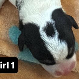 Girl 1 - Black and tan female Pembroke Welsh Corgi puppy in Washington from KB Corgis