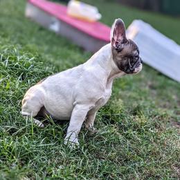 French Bulldog Puppies from G & K Frenchies LLC