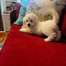 Black - White male Bichon Frise puppy in Wilmington, North Carolina from Cape Fear Bichons