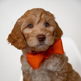 Orange Girl - Caramel female Australian Labradoodle puppy in Statesville, North Carolina from Rose Cottage Labradoodles