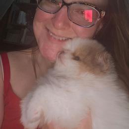 Boy 2 - Chocolate merle male Pomeranian puppy in Angleton, Texas from Pomeranian Palace, LLC