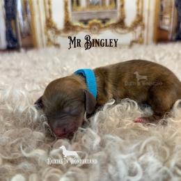 Mr Bingley - Cream male Dachshund puppy in Rainier, Oregon from Doxies in Wonderland