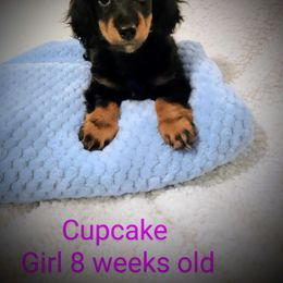 Dachshund Puppies from Weenie Wonders Hounds